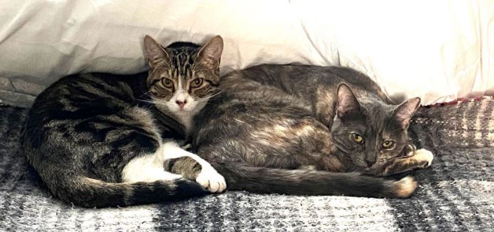 Merlin and Sami, an adoptable Domestic Short Hair & Dilute Calico Mix in Mission Viejo, CA_image-1