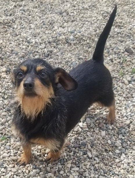 Sugar, an adopted Miniature Dachshund & Yorkshire Terrier Mix in Clear Lake, IA_image-1