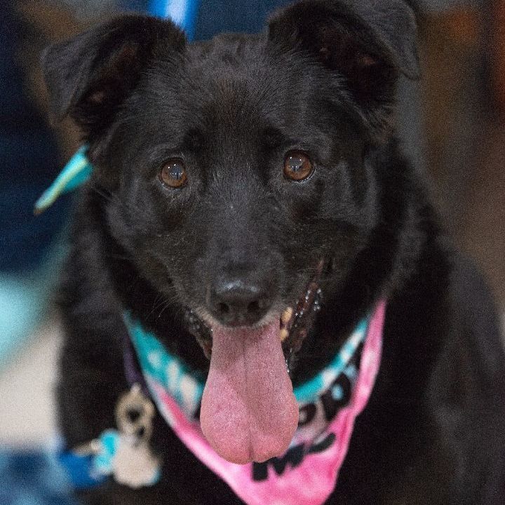 Delilah Jane, an adoptable Labrador Retriever Mix in Springfield, MO_image-2