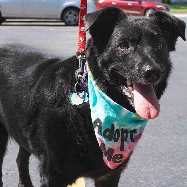 Delilah Jane, an adoptable Labrador Retriever Mix in Springfield, MO_image-4