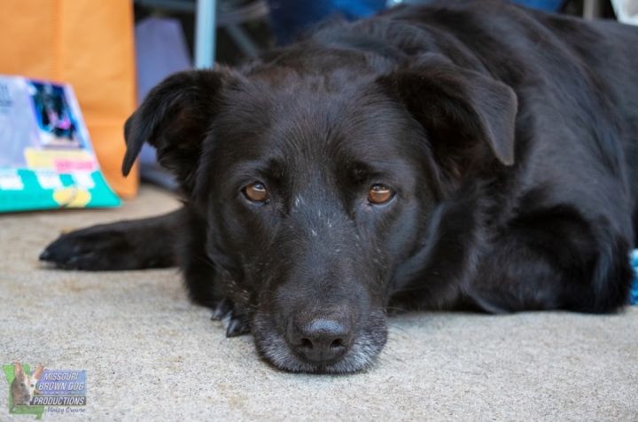 Delilah Jane, an adoptable Labrador Retriever Mix in Springfield, MO_image-5