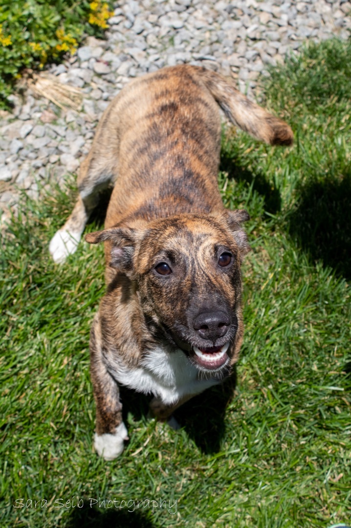 Jetta, an adopted Mixed Breed in Watertown, WI_image-4