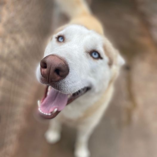 Weimaraner store husky mix