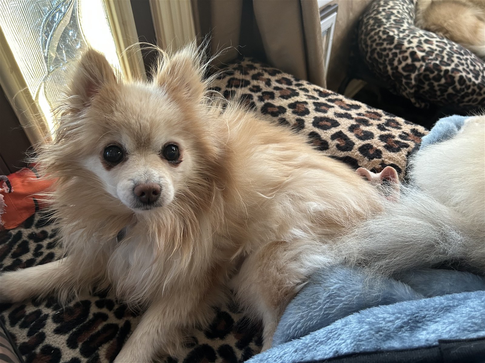Keeper, an adoptable Pomeranian in Garland, TX, 75040 | Photo Image 1