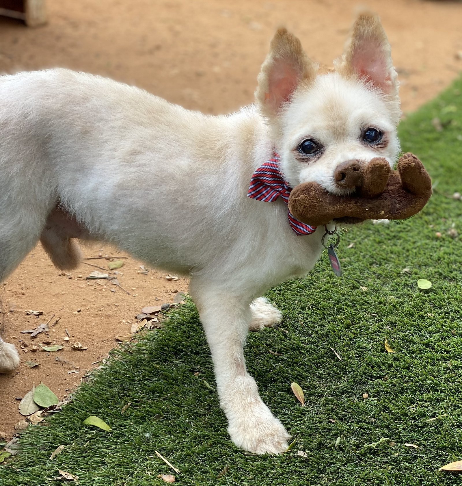 Keeper, an adoptable Pomeranian in Garland, TX, 75040 | Photo Image 2