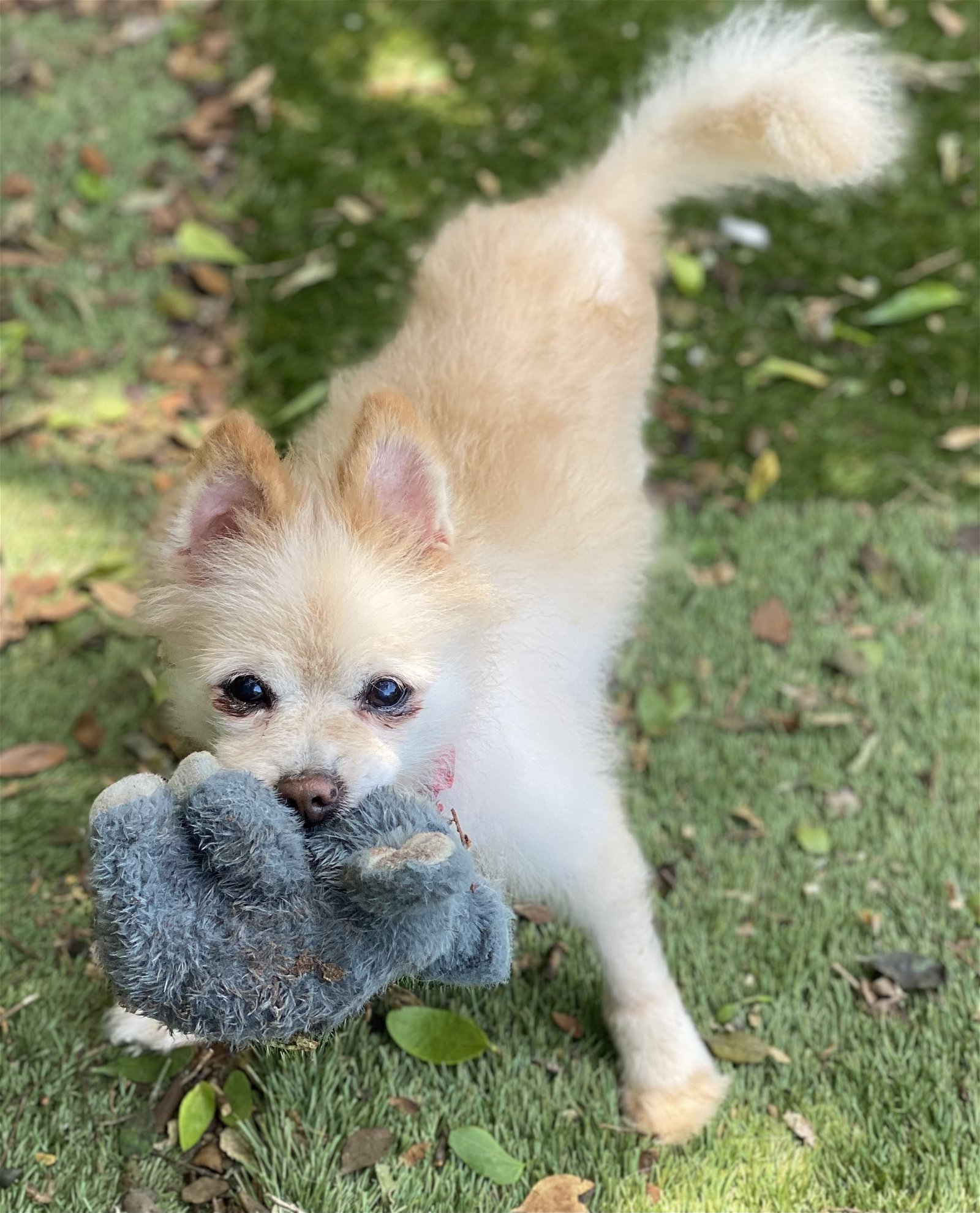 Keeper, an adoptable Pomeranian in Garland, TX, 75040 | Photo Image 3