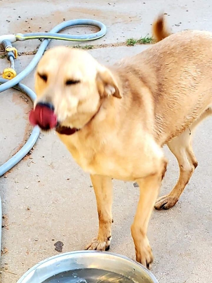 Dog for adoption **SPONSORED** Fiesta & Spuds (bonded pair) , an Australian Cattle Dog / Blue