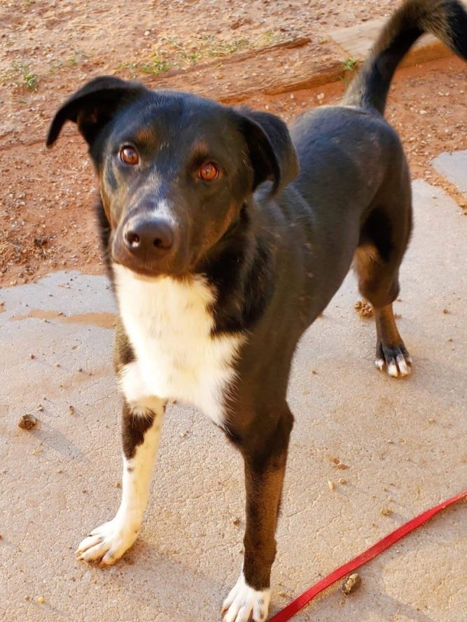 Dog for adoption **SPONSORED** Fiesta & Spuds (bonded pair) , an Australian Cattle Dog / Blue