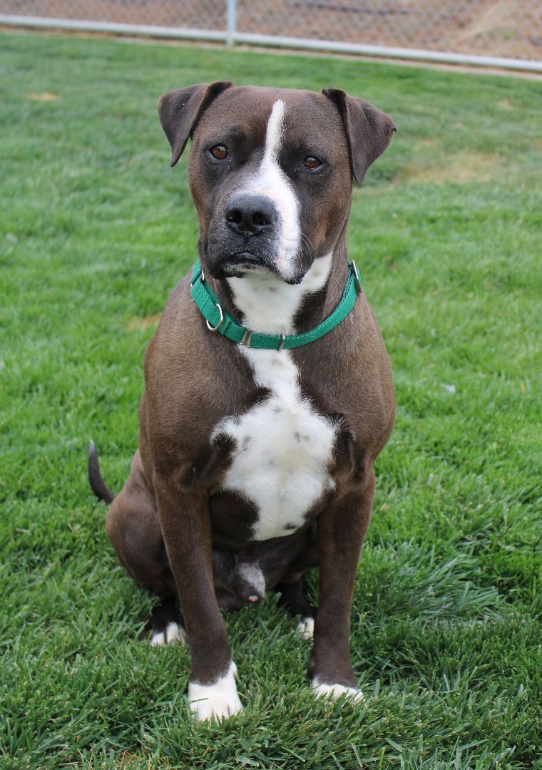 Milo, an adoptable Boxer, Pit Bull Terrier in Quincy, WA, 98848 | Photo Image 1