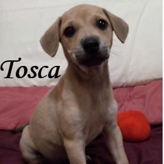 Tosca