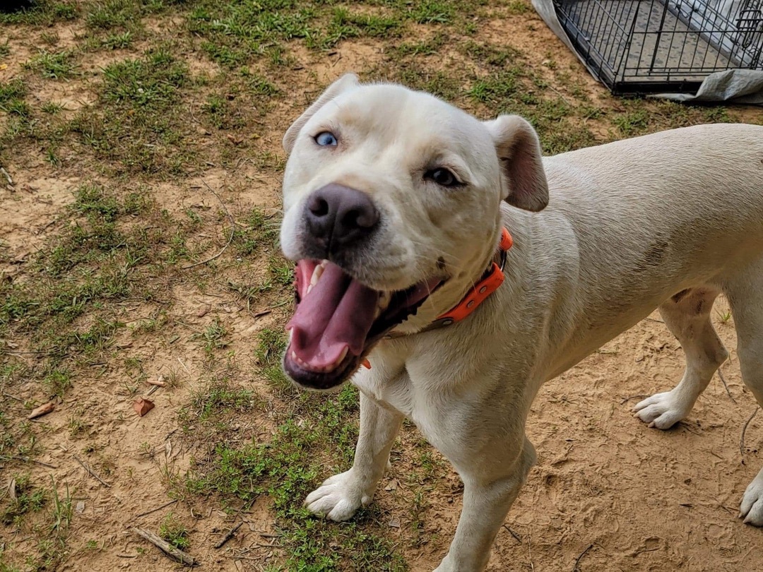 Falcor, an adoptable Mixed Breed in Hickory Flat, MS, 38633 | Photo Image 2