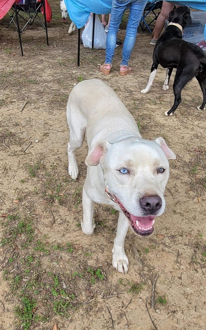 Falcor, an adoptable Mixed Breed in Hickory Flat, MS, 38633 | Photo Image 3