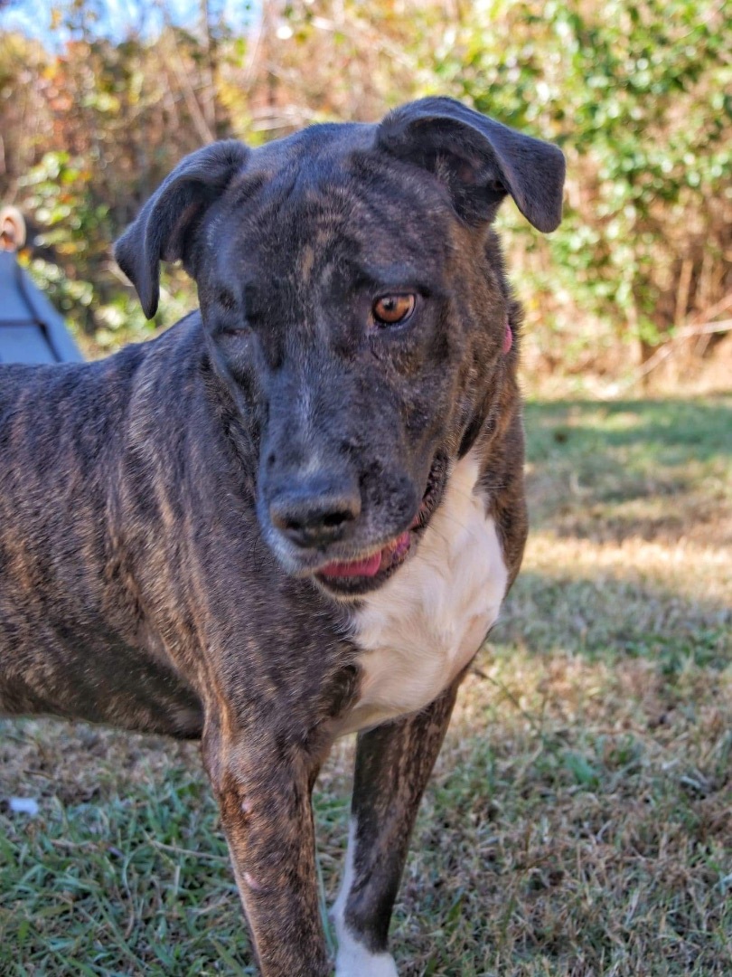 Oreo, an adoptable Mixed Breed in Hickory Flat, MS, 38633 | Photo Image 1