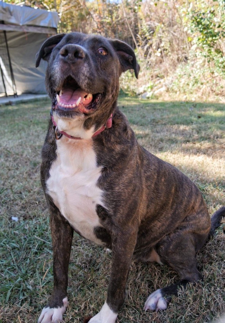 Oreo, an adoptable Mixed Breed in Hickory Flat, MS, 38633 | Photo Image 3