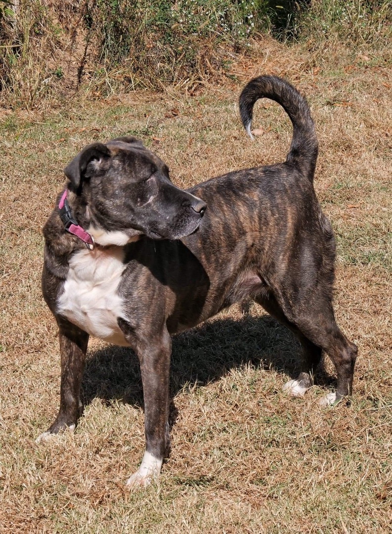 Oreo, an adoptable Mixed Breed in Hickory Flat, MS, 38633 | Photo Image 5