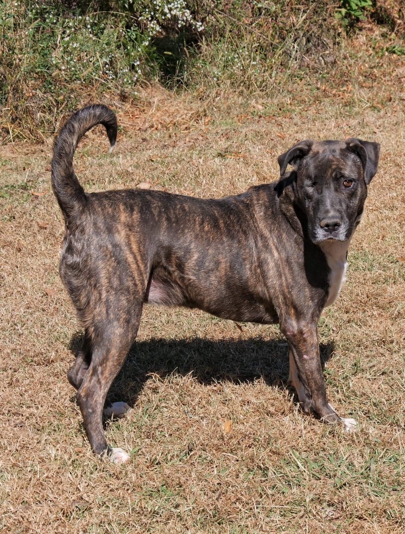 Oreo, an adoptable Mixed Breed in Hickory Flat, MS, 38633 | Photo Image 6