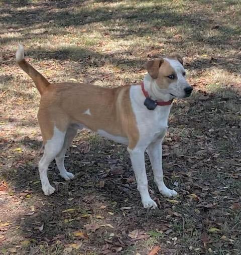 Toad, an adoptable Mixed Breed in Hickory Flat, MS, 38633 | Photo Image 3