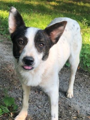 Red heeler store cross border collie