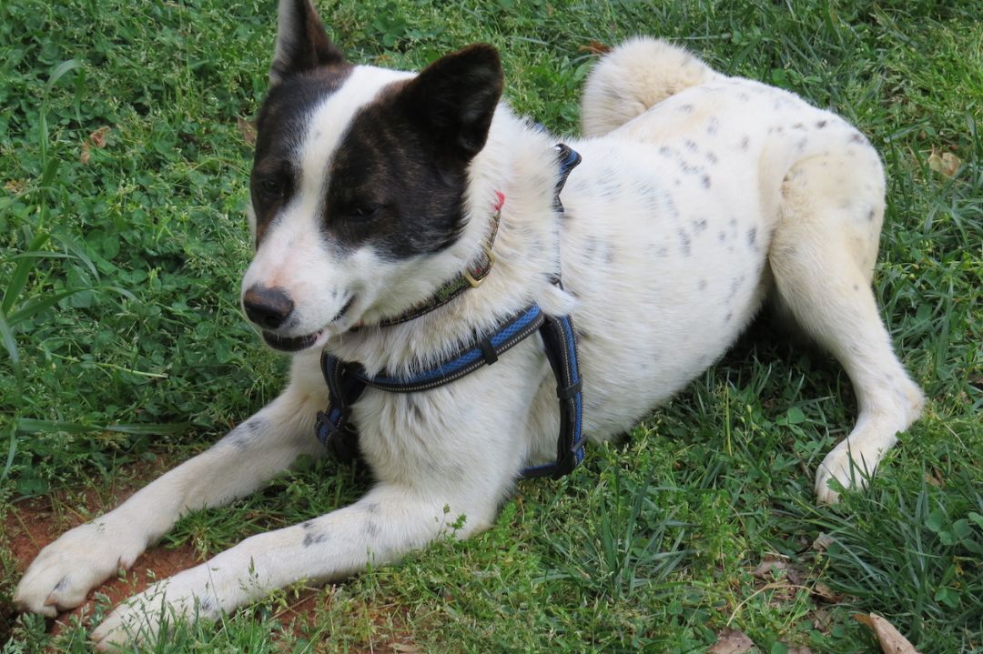 Scout, an adoptable Australian Cattle Dog / Blue Heeler, Border Collie in Gum Spring, VA, 23065 | Photo Image 4