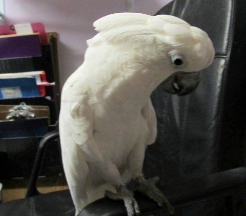 Koda, an adoptable Cockatoo in Edgerton, WI_image-1