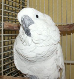 Gabby, Adult Female unknown