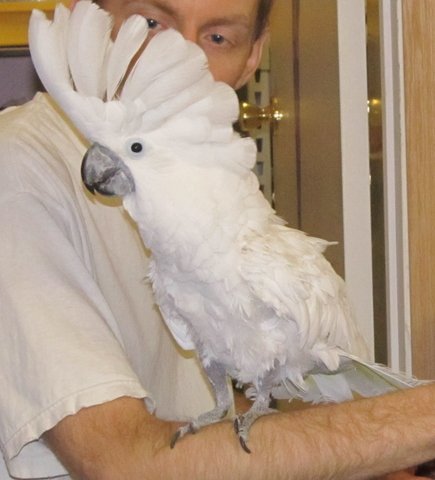 Precious, an adoptable Cockatoo in Edgerton, WI_image-1