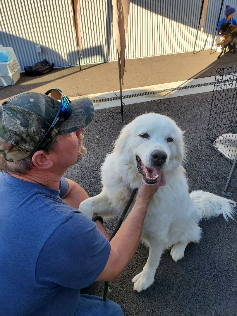 Chase, an adoptable Great Pyrenees in Yreka, CA, 96097 | Photo Image 1