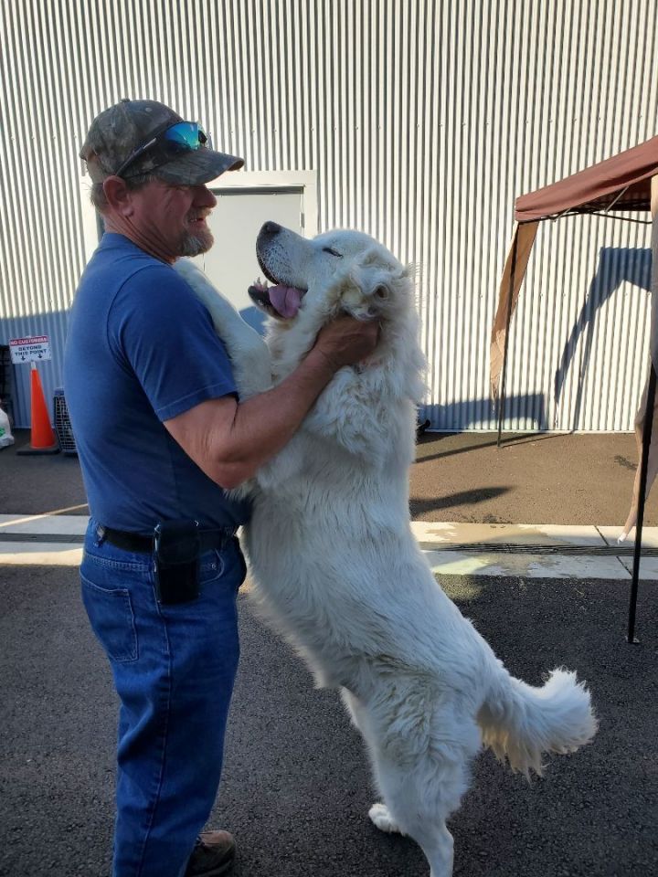 Great pyrenees hot sale full grown