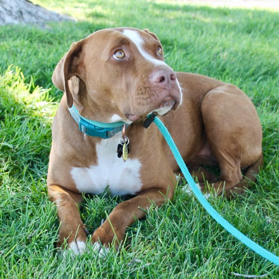 Vienna, an adoptable American Staffordshire Terrier in Albuquerque, NM, 87154 | Photo Image 3