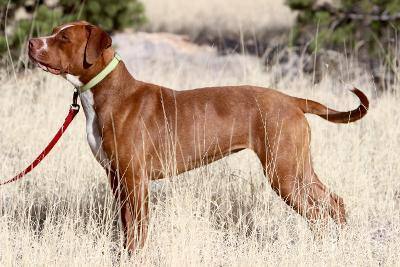 Vienna, an adoptable American Staffordshire Terrier in Albuquerque, NM, 87154 | Photo Image 4