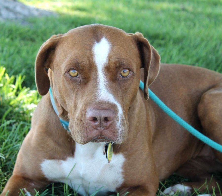Vienna, an adoptable American Staffordshire Terrier in Albuquerque, NM, 87154 | Photo Image 5