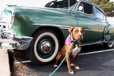 Vienna, an adoptable American Staffordshire Terrier in Albuquerque, NM, 87154 | Photo Image 1