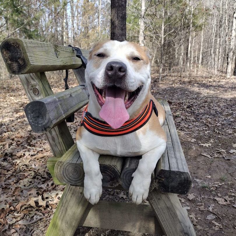 Ringo, an adoptable American Bulldog in Heber Springs, AR, 72543 | Photo Image 3