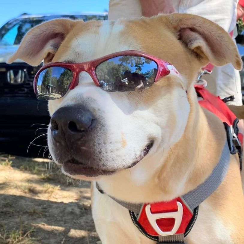 Ringo, an adoptable American Bulldog in Heber Springs, AR, 72543 | Photo Image 6