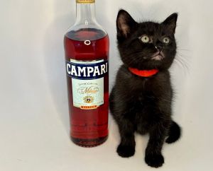 Campari