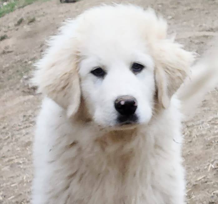 Castiella, an adoptable Great Pyrenees in Mouth of Wilson, VA, 24363 | Photo Image 1