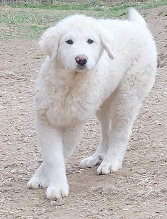 Boltana, an adoptable Great Pyrenees in Mouth of Wilson, VA, 24363 | Photo Image 1