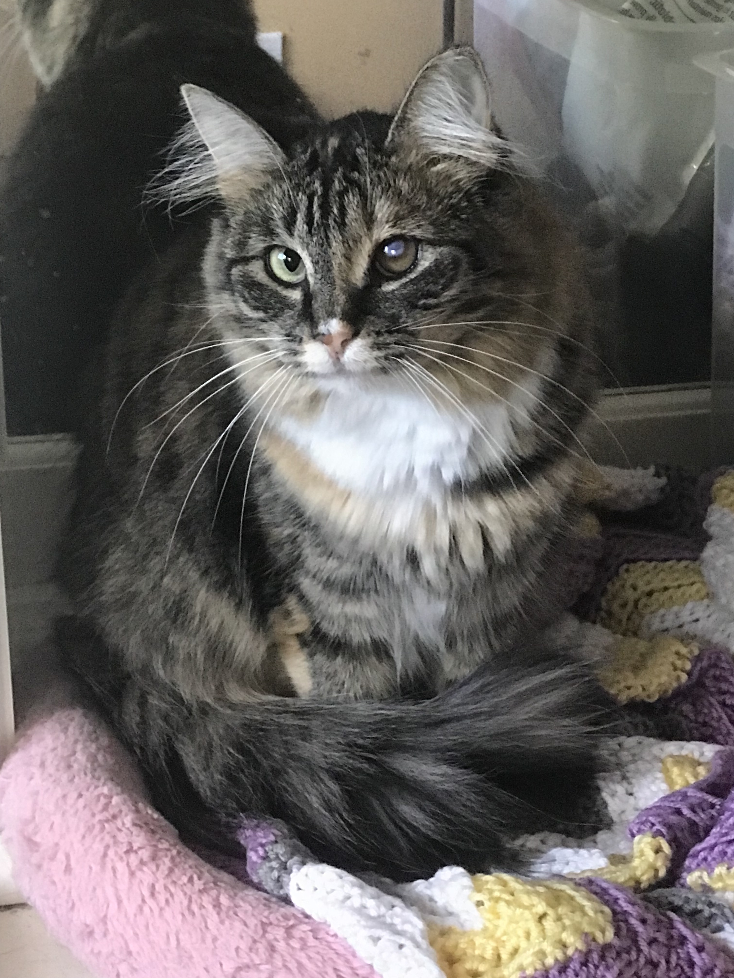 Fetty, an adoptable Domestic Long Hair in Greensburg, PA, 15601 | Photo Image 1