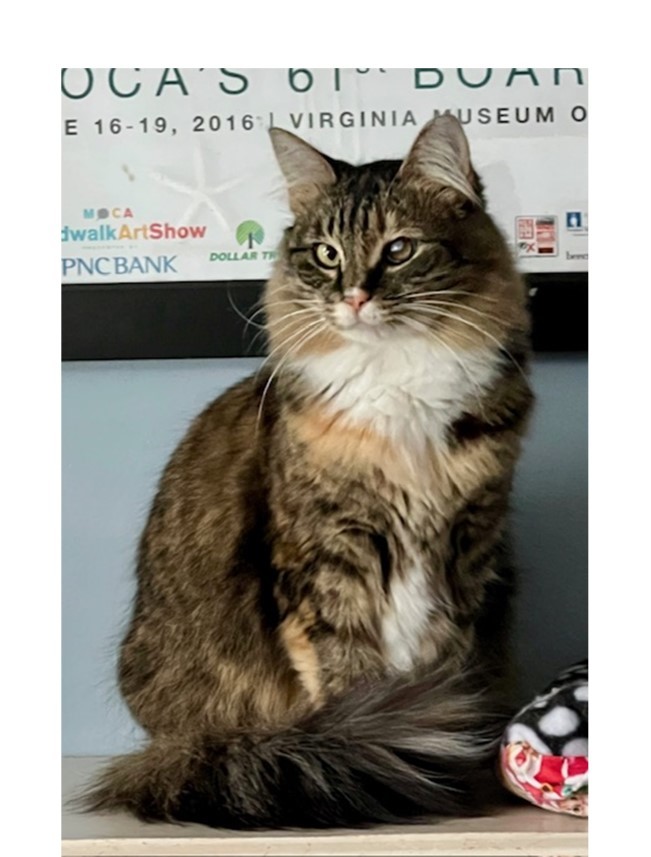 Fetty, an adoptable Domestic Long Hair in Greensburg, PA, 15601 | Photo Image 3