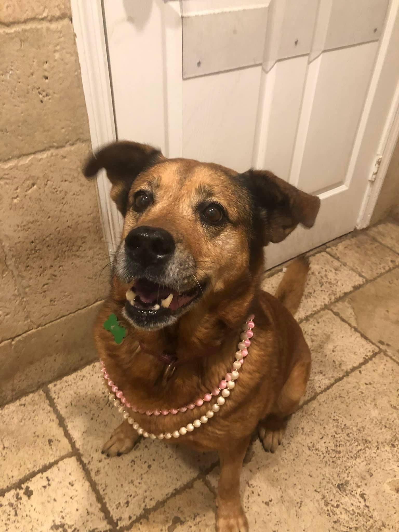 Tesla, an adoptable Terrier, Collie in Pompano Beach, FL, 33062 | Photo Image 1