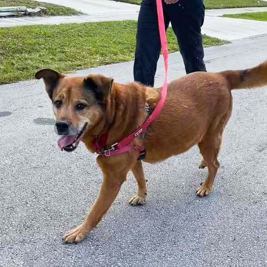 Tesla, an adoptable Terrier, Collie in Pompano Beach, FL, 33062 | Photo Image 1