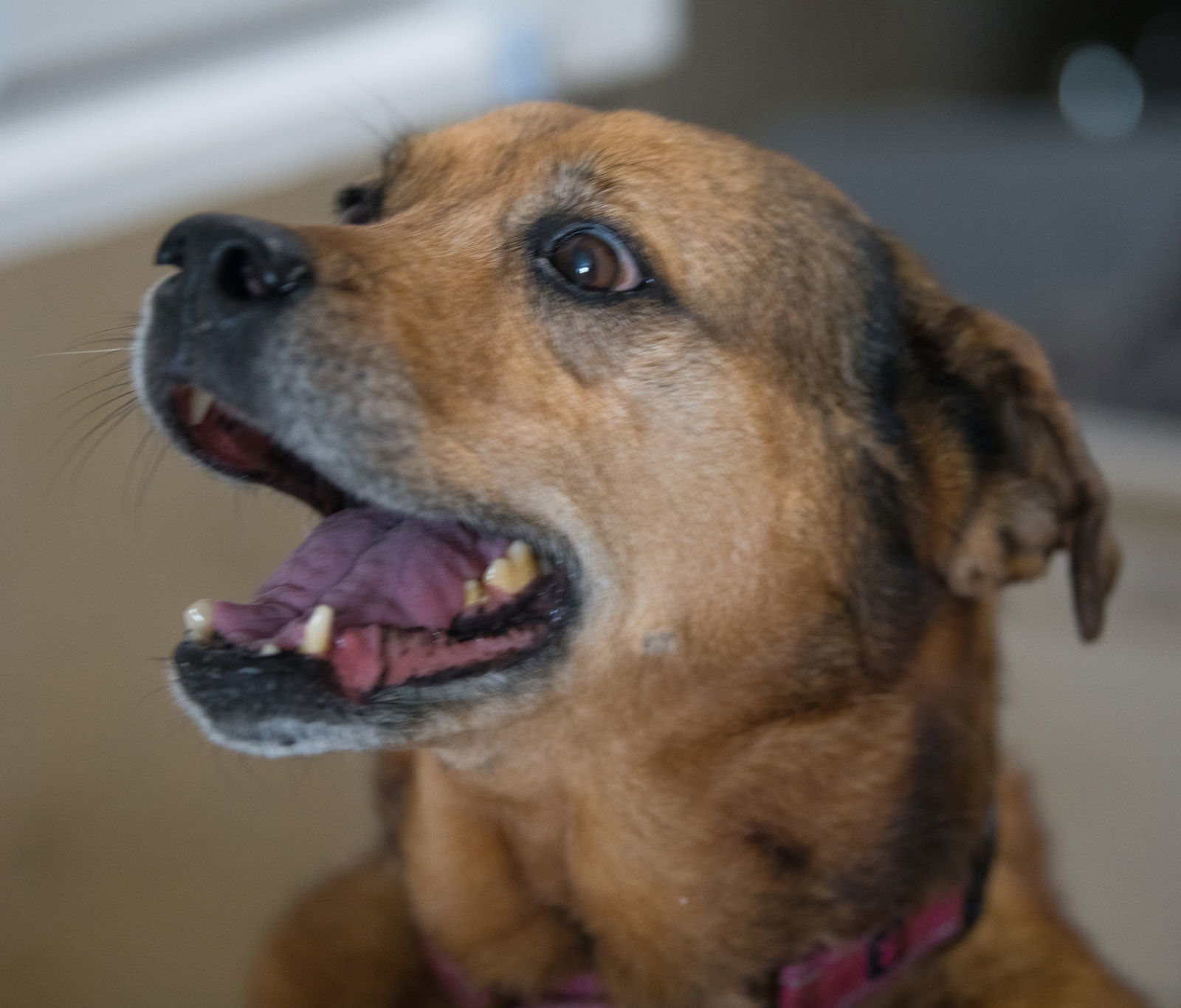 Tesla, an adoptable Terrier, Collie in Pompano Beach, FL, 33062 | Photo Image 3