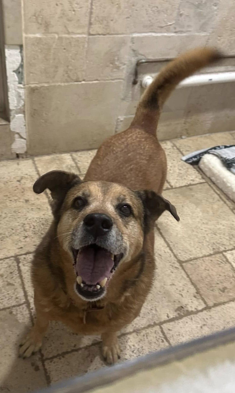 Tesla, an adoptable Terrier, Collie in Pompano Beach, FL, 33062 | Photo Image 3