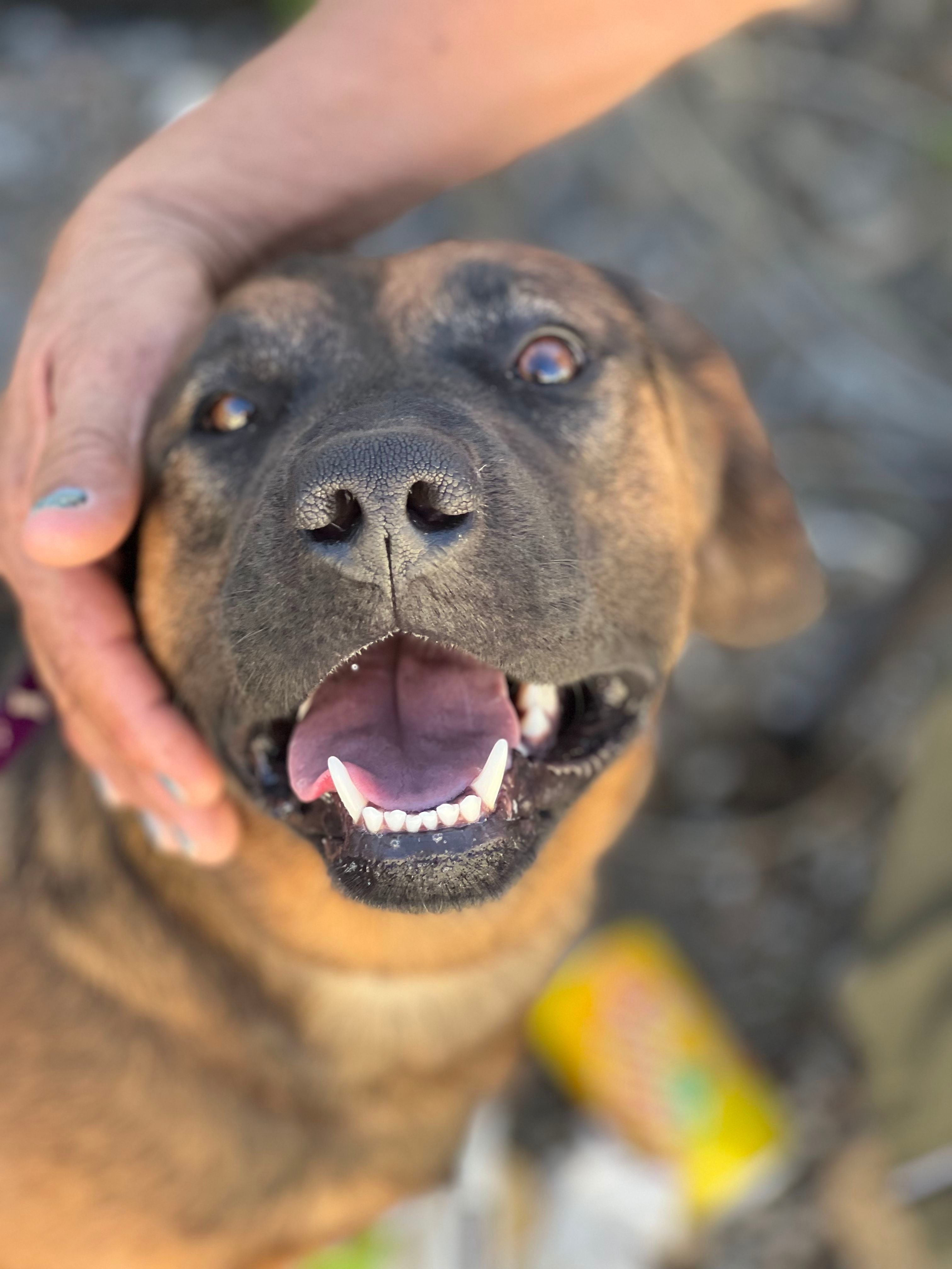 Charla, an adoptable Labrador Retriever, Shepherd in Bakersfield, CA, 93306 | Photo Image 1