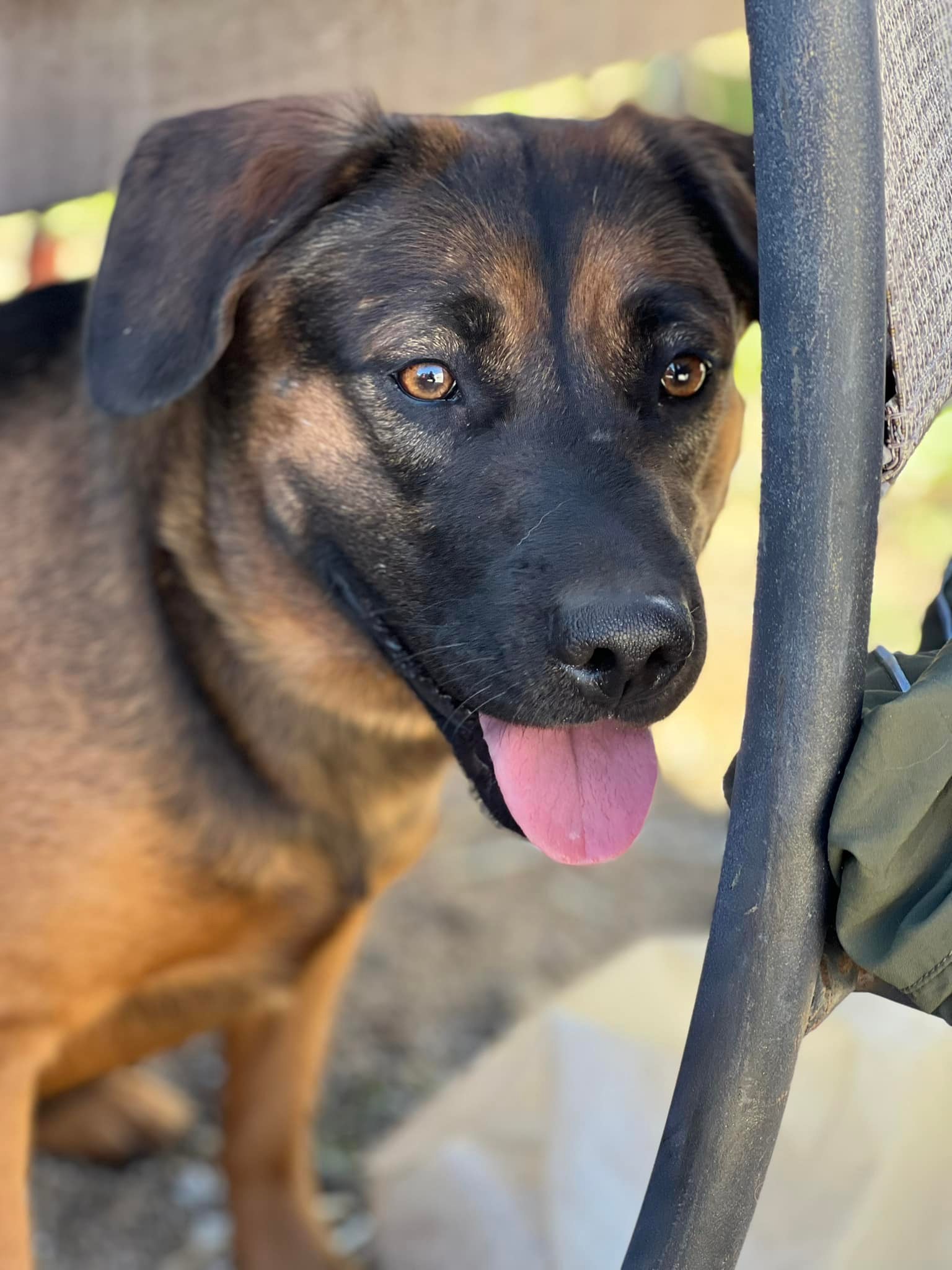 Charla, an adoptable Labrador Retriever, Shepherd in Bakersfield, CA, 93306 | Photo Image 2