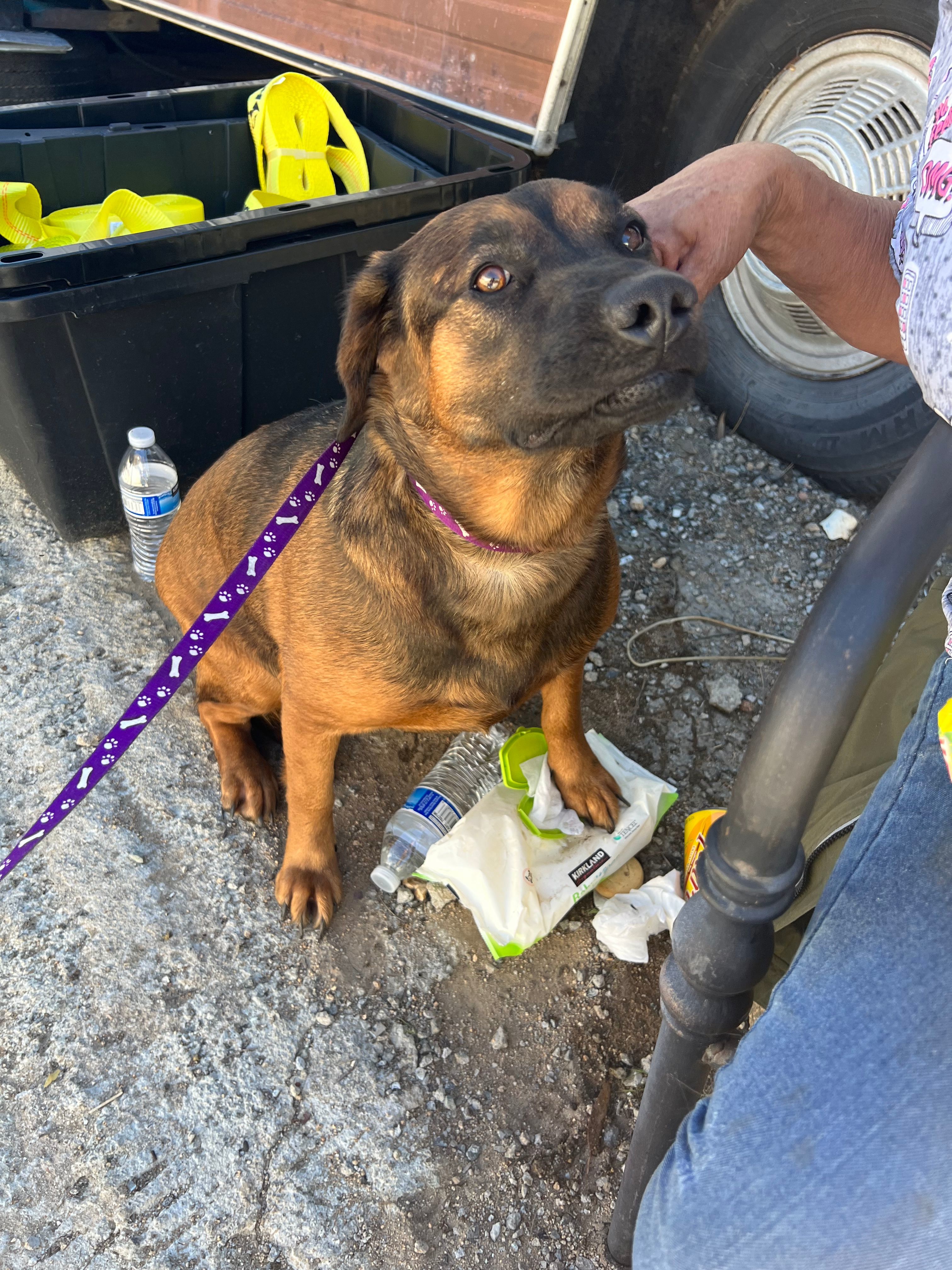 Charla, an adoptable Labrador Retriever, Shepherd in Bakersfield, CA, 93306 | Photo Image 3