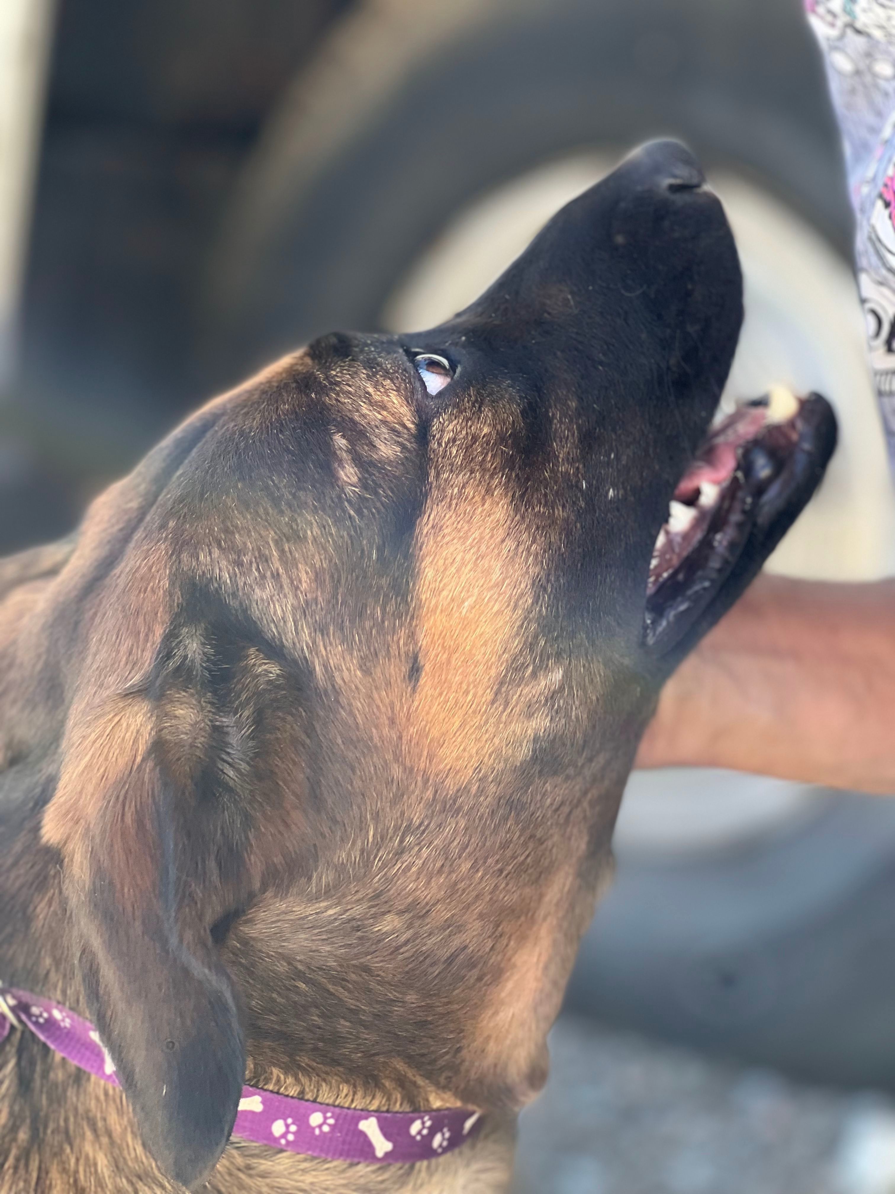 Charla, an adoptable Labrador Retriever, Shepherd in Bakersfield, CA, 93306 | Photo Image 4