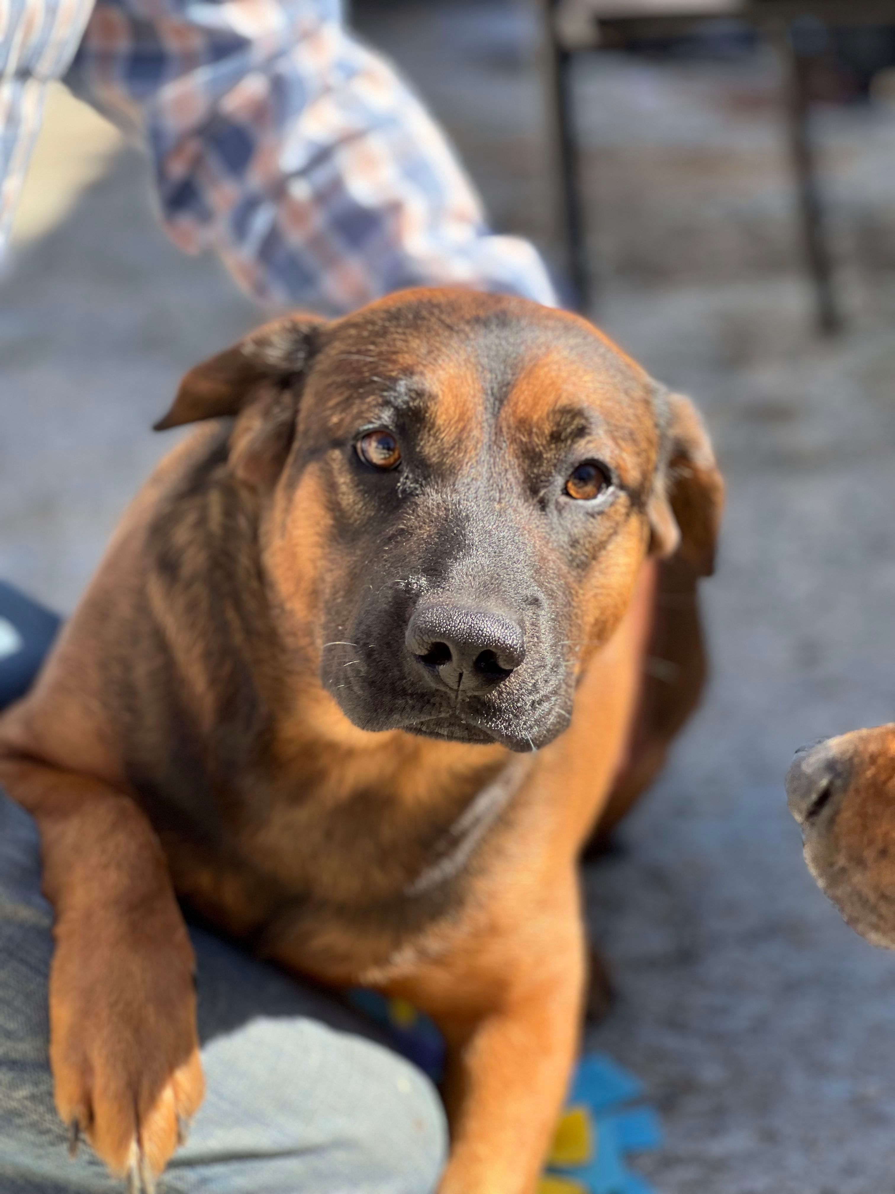 Charla, an adoptable Labrador Retriever, Shepherd in Bakersfield, CA, 93306 | Photo Image 5