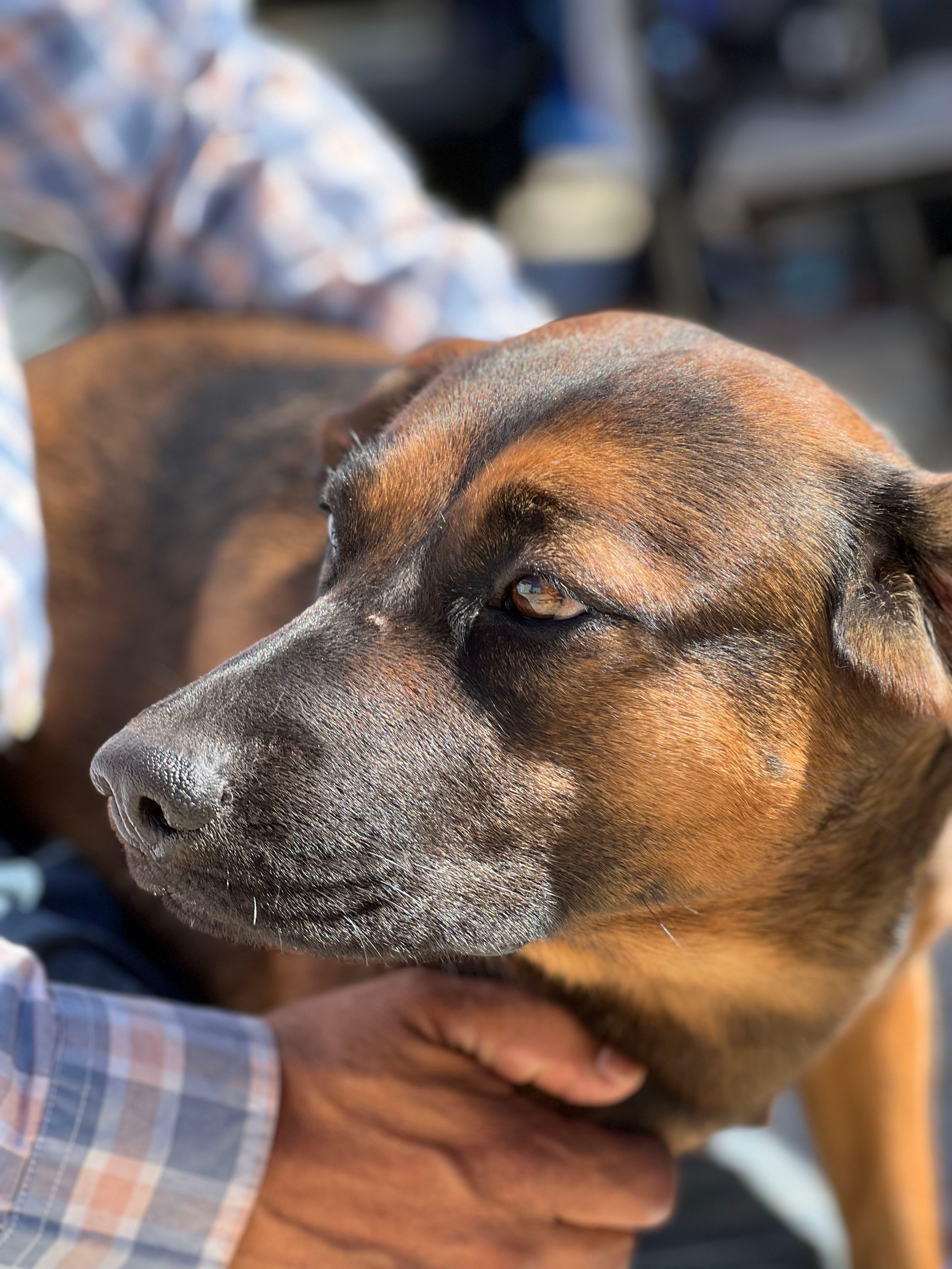 Charla, an adoptable Labrador Retriever, Shepherd in Bakersfield, CA, 93306 | Photo Image 6