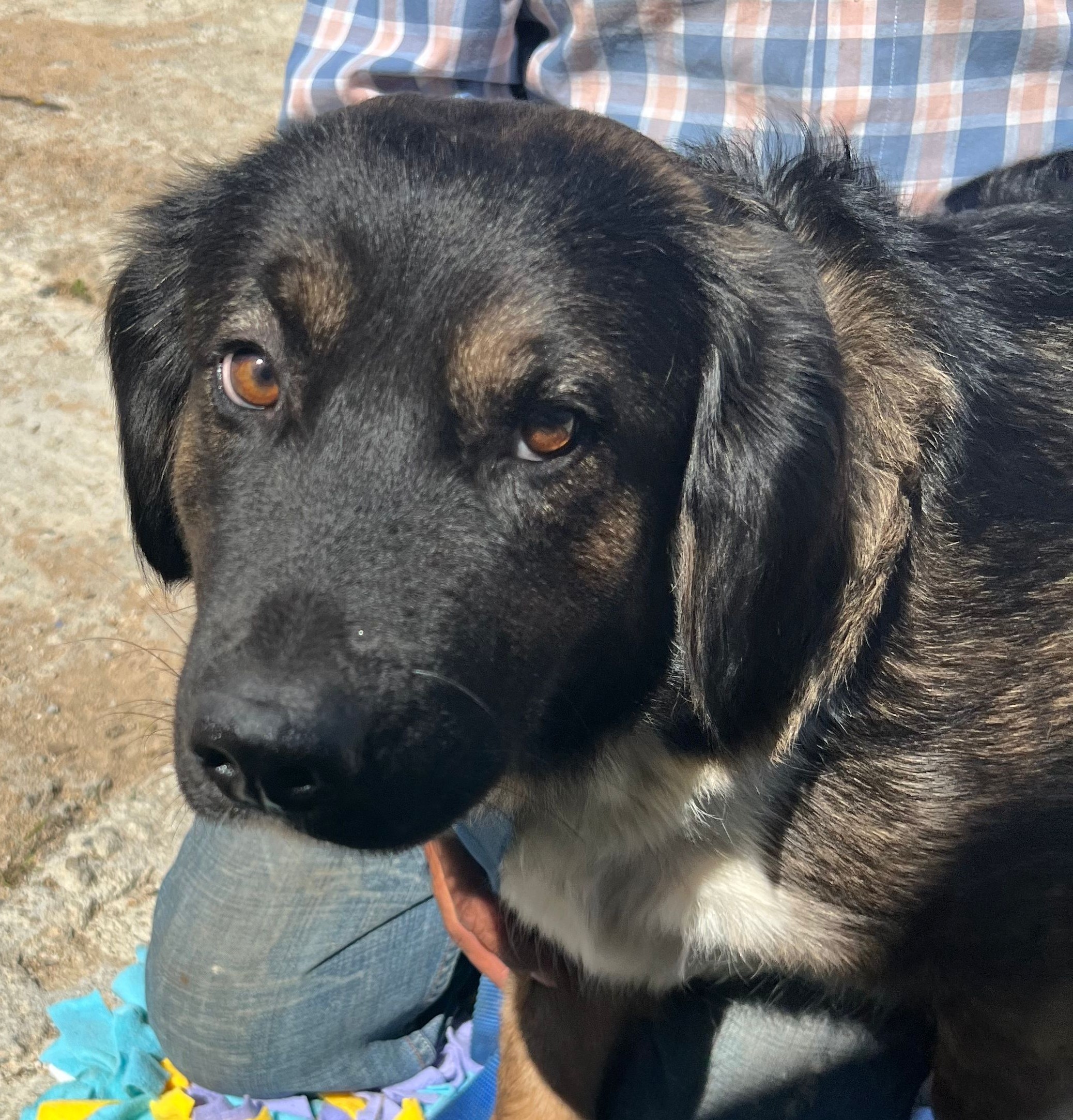 Estella, an adoptable Labrador Retriever, Golden Retriever in Bakersfield, CA, 93306 | Photo Image 1